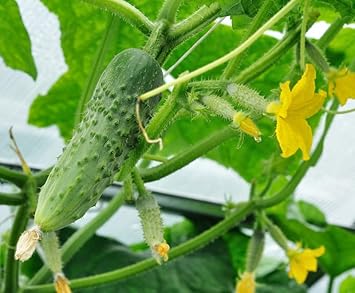 Cucumber Gurkenpflanzen Cucumis sativus seeds for garden planting